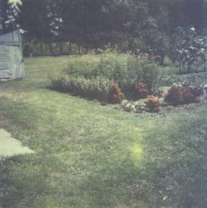 Flora Curtis Flower Garden!